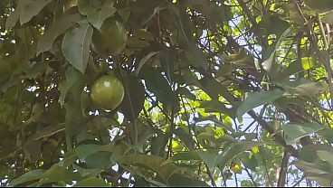 Ngentot Di Kebun, Tante Desa India Pamer Memek Basah Di Luar